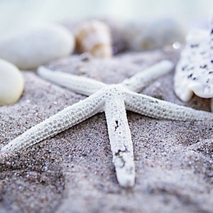 Ravensburger (19920) - "Maritime Impressions Multi" - 500 brikker puslespil