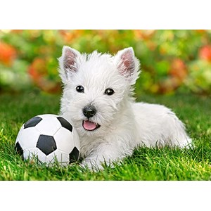 Castorland (B-06823) - "White Terrier and Football" - 60 brikker puslespil
