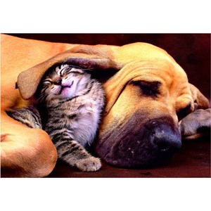 Educa (15150) - "Sweet Dreams!" - 500 brikker puslespil