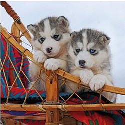 Ravensburger (15230) - "Husky hvalpe" - 500 brikker puslespil