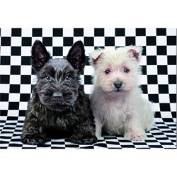 Educa (15508) - "Black and White Terriers" - 500 brikker puslespil