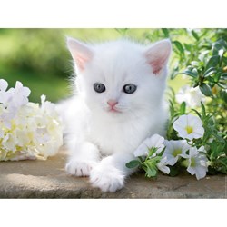 Ravensburger (16243) - "White kitten" - 1500 brikker puslespil