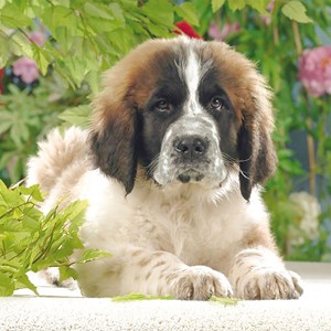Ravensburger (15214) - "Beautiful Saint Bernard" - 500 brikker puslespil