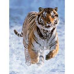 Ravensburger (14475) - "Tiger in the Snow" - 500 brikker puslespil