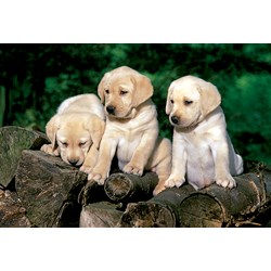 Trefl (15157) - "Little Labradors" - 160 brikker puslespil