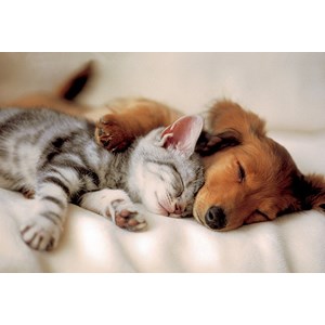 Trefl (16138) - "Sleeping Puppies" - 100 brikker puslespil