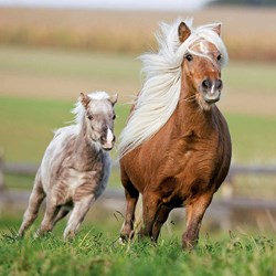 Ravensburger (09254) - "Horses" - 49 brikker puslespil