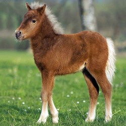 Ravensburger (09254) - "Horses" - 49 brikker puslespil