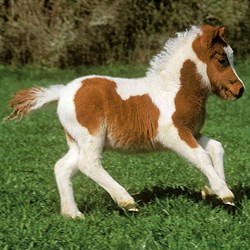 Ravensburger (09254) - "Horses" - 49 brikker puslespil