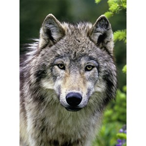 Ravensburger (14354) - "Wolf Portrait" - 500 brikker puslespil