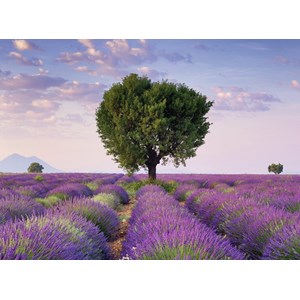 Ravensburger (14353) - "South Lavender of France" - 500 brikker puslespil