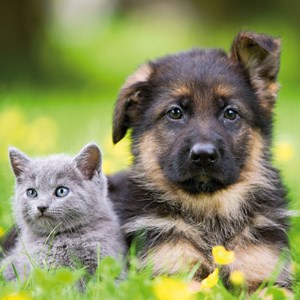 Ravensburger (09423) - "Hunde & Katte" - 49 brikker puslespil