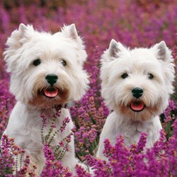 Ravensburger (09423) - "Hunde & Katte" - 49 brikker puslespil