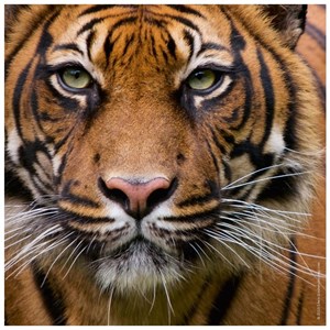 Heye (29632) - "Tiger" - 100 brikker puslespil