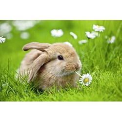 Ravensburger (10007) - "Rabbit" - 150 brikker puslespil