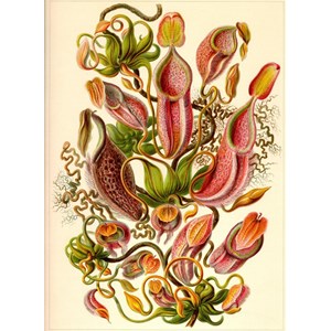 Grafika Kids (00307) - Ernst Haeckel: "Kunstformen der Natur, Nepenthaceae, 1904" - 300 brikker puslespil
