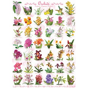 Eurographics (6000-0655) - "Orchids" - 1000 brikker puslespil