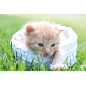 Tactic (53338) - "Kitten" - 500 brikker puslespil