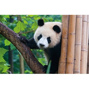 Tactic (53558) - "Panda" - 500 brikker puslespil