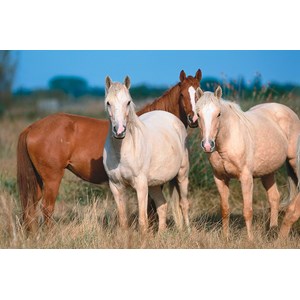 Tactic (53560) - "Horses" - 500 brikker puslespil