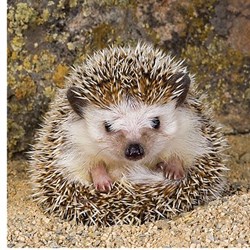 Ravensburger (15224) - "Cute Hedgehog" - 500 brikker puslespil