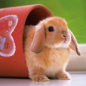 Ravensburger (15223) - "Cute Little Bunny" - 500 brikker puslespil