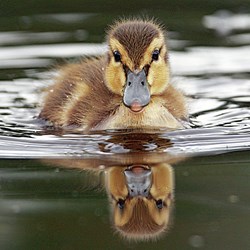 Ravensburger (15238) - "Baby Duck" - 500 brikker puslespil