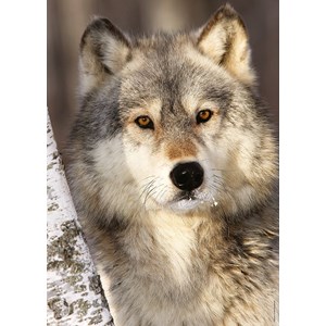 Ravensburger (19761) - "Wolf" - 1000 brikker puslespil