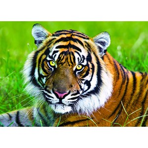 Trefl (371925) - "Tiger" - 500 brikker puslespil