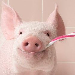 Ravensburger (08028) - "Funny Animal Portraits" - 49 brikker puslespil