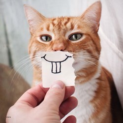 Ravensburger (08028) - "Funny Animal Portraits" - 49 brikker puslespil