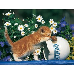 Ravensburger (14104) - "Curiosity" - 500 brikker puslespil