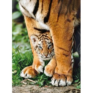 Clementoni (35046) - "Bengal tiger cub between its mother's legs" - 500 brikker puslespil