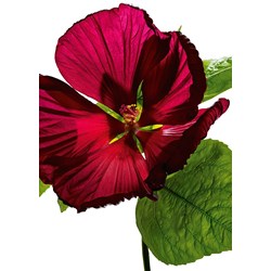 Ravensburger (19442) - "Hibiscus Flower" - 1000 brikker puslespil