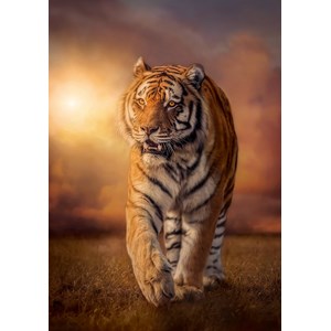 Clementoni (31806) - "Tiger" - 1500 brikker puslespil