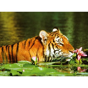 Ravensburger (14245) - "Tiger entre the water lilies" - 500 brikker puslespil