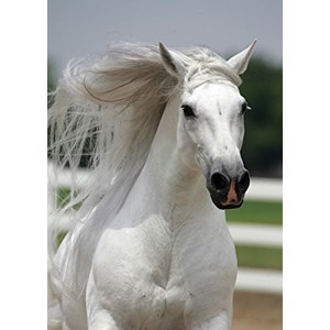 Art Puzzle (4188) - "White Horse" - 500 brikker puslespil