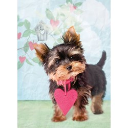 Ravensburger (14335) - "What a cutie!" - 500 brikker puslespil