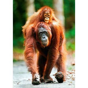 Trefl (10514) - "Orangutan, Indonesia" - 1000 brikker puslespil