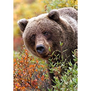 Trefl (10518) - "Grizzly, Alaska, USA" - 1000 brikker puslespil