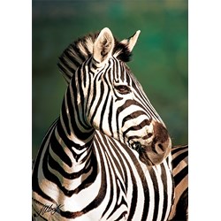 Trefl (10504) - "Zebra" - 1000 brikker puslespil