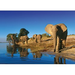 Heye (29595) - Alexander von Humboldt: "Thirsty Elephants" - 1000 brikker puslespil