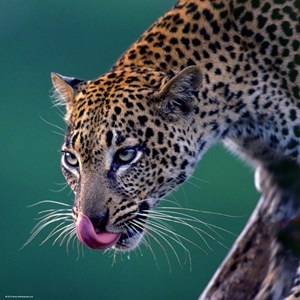 Heye (29421) - "Flot leoparden" - 1000 brikker puslespil