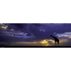 Heye (29471) - Alexander von Humboldt: "De første stråler" - 1000 brikker puslespil