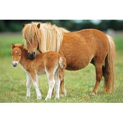 Schmidt Spiele (55588) - "Heste" - 26 48 brikker puslespil