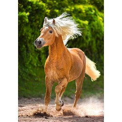 Castorland (B-52981) - "Running Haflinger" - 500 brikker puslespil