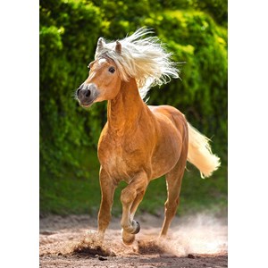 Castorland (B-52981) - "Running Haflinger" - 500 brikker puslespil