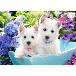 Castorland (B-066100) - "Westie Puppies" - 60 brikker puslespil