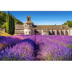 Castorland (C-104284) - "Lavender Field in Provence, France" - 1000 brikker puslespil