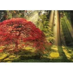 Heye (29855) - Aaron Reed: "Guiding Light" - 1000 brikker puslespil
